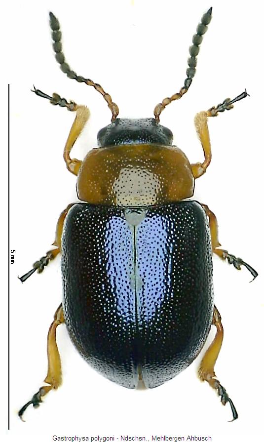 gastrophysa_polygoni_hab.jpg