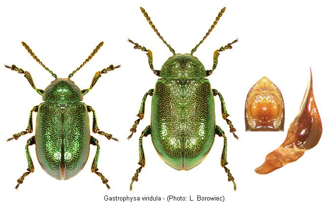 gastrophysa_viridula.jpg