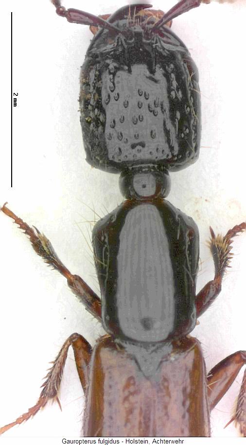 gauropterus_fulgidus_vk.jpg