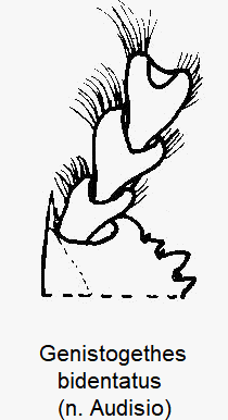 genistogethes_bidentatus_vtr.gif