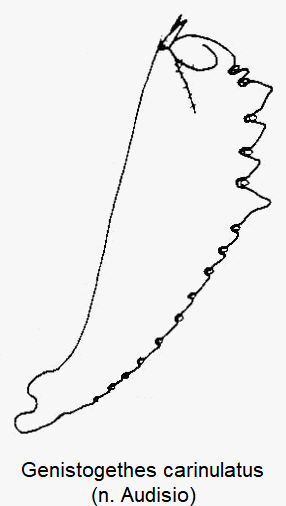 genistogethes_carinulatus_vschn.gif