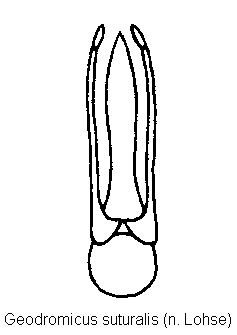 geodromicus_suturalis.gif