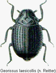 georissus_laesicollis_rtt.gif