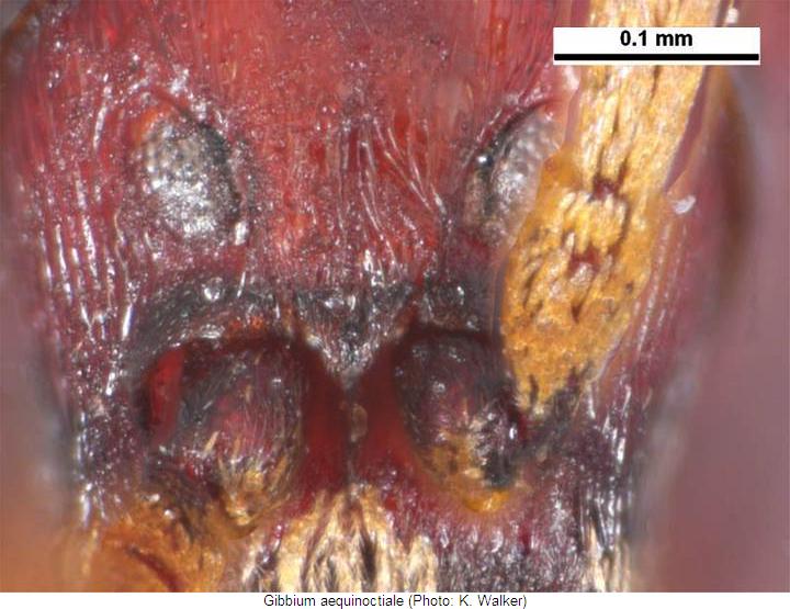 gibbium_aequinoctiale_k.jpg