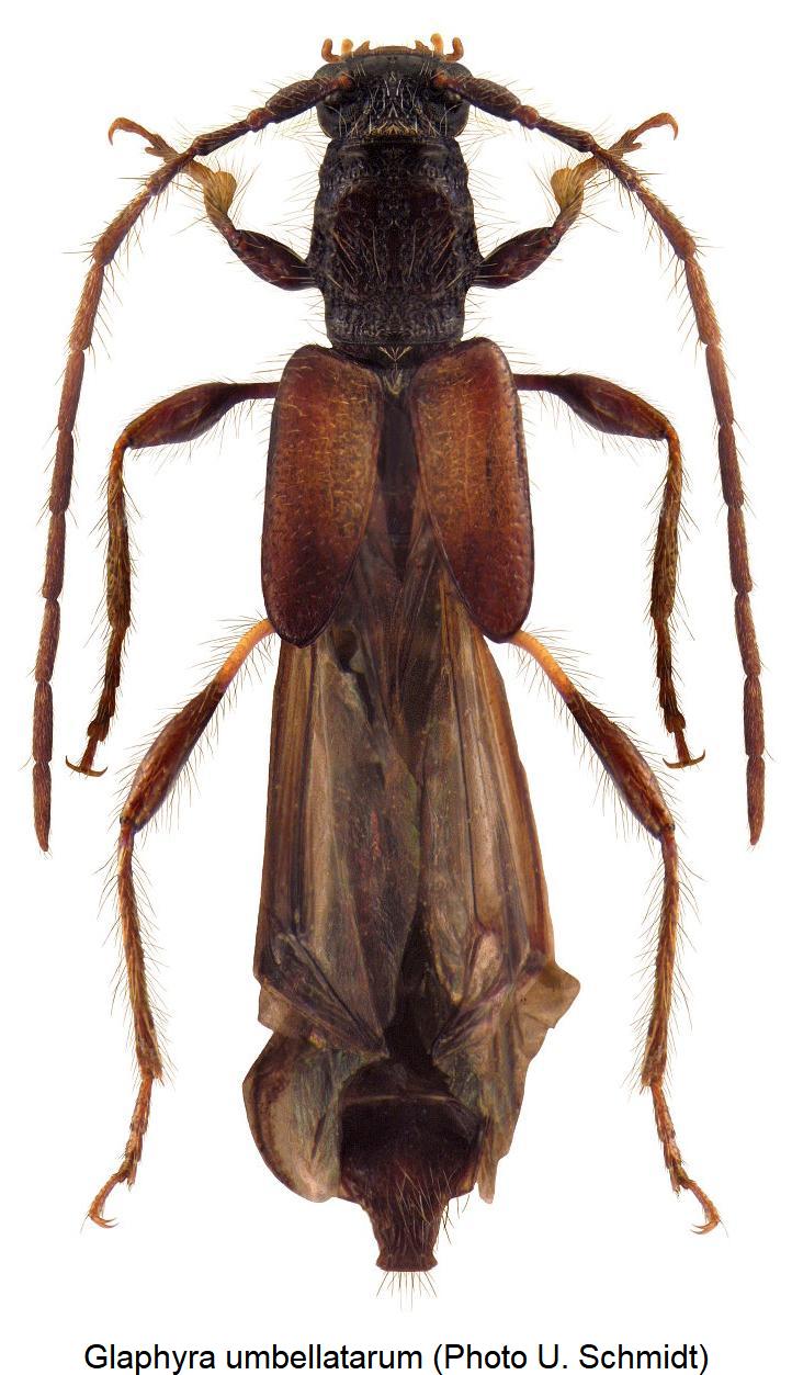 glaphyra_umbellatarum_hab.jpg