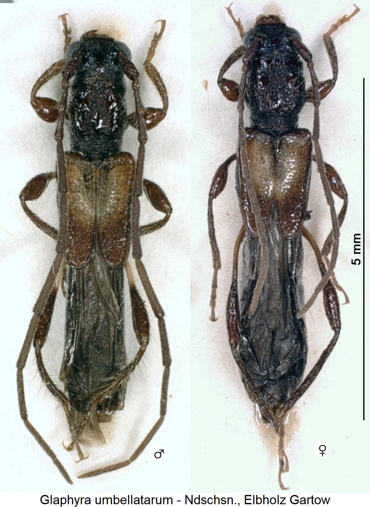 glaphyra_umbellatarum_hab1.jpg
