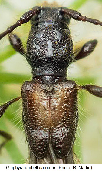 glaphyra_umbellatarum_w_hsch.jpg
