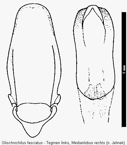 glischrochilus_fasciatus.gif
