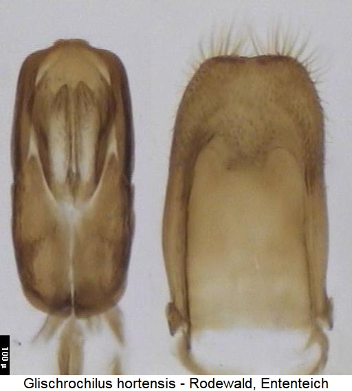 glischrochilus_hortensis.jpg
