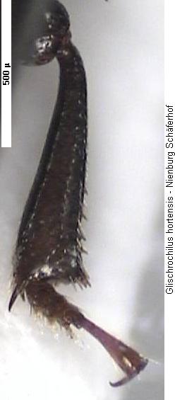 glischrochilus_hortensis_hschn.jpg
