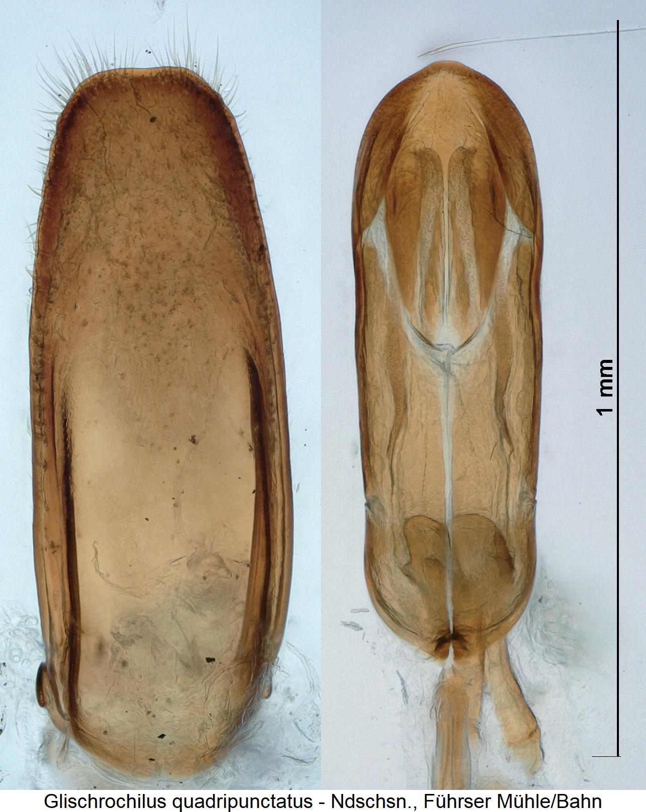 glischrochilus_quadripunctatus1.jpg