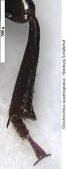 glischrochilus_quadrisignatus_hschn.jpg