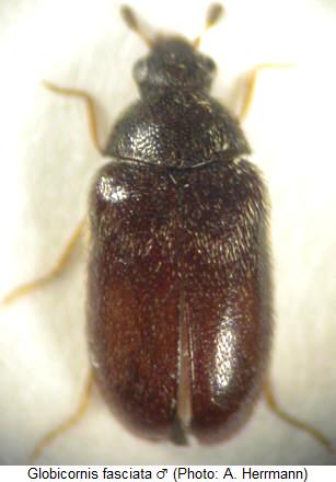 globicornis_fasciata_hab.jpg
