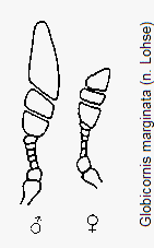 globicornis_marginata_f.gif