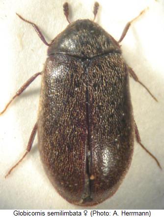 globicornis_semilimbata_hab.jpg