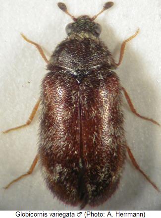 globicornis_variegata_hab.jpg