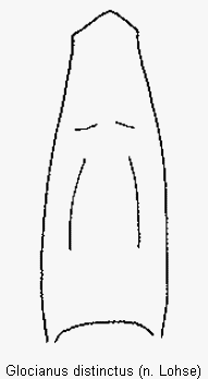 glocianus_distinctus.gif
