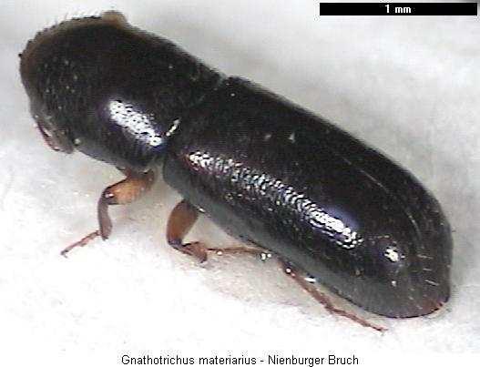 gnathotrichus_materiarius_hab.jpg