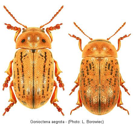 gonioctena_aegrota.jpg