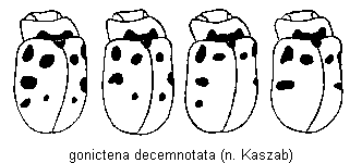 gonioctena_decemnotata_var.gif