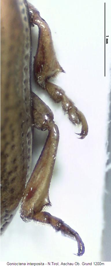 gonioctena_interposita_b.jpg