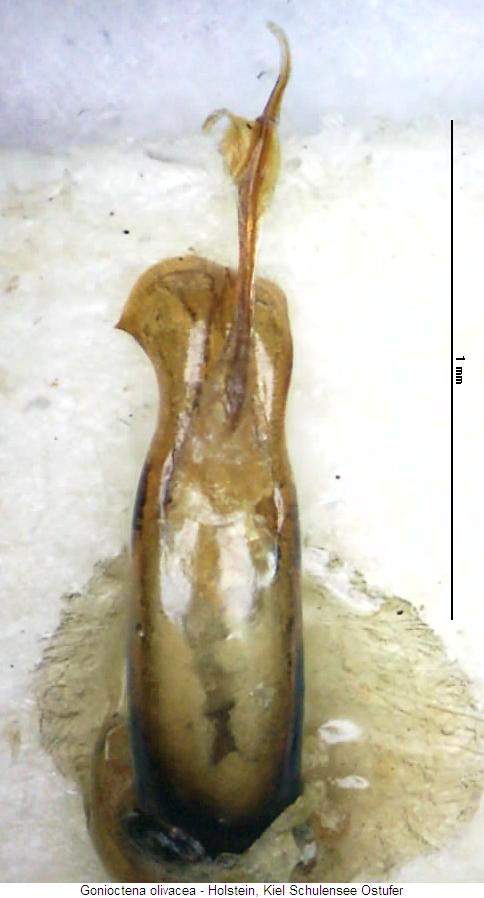 gonioctena_olivacea.jpg