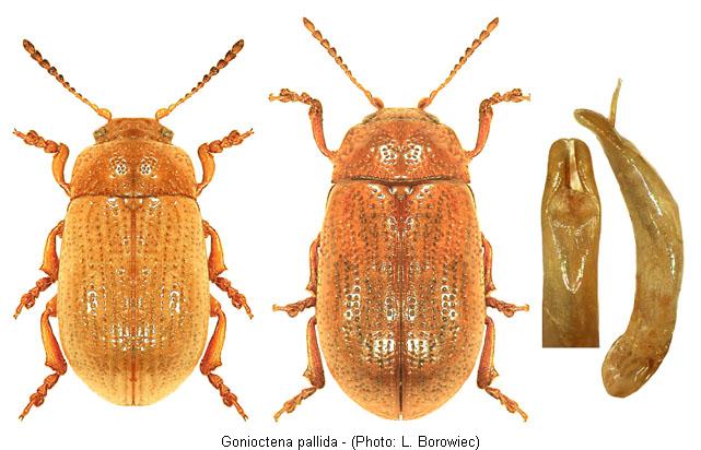 gonioctena_pallida.jpg