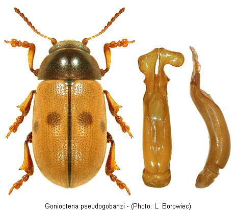 gonioctena_pseudogobanzi1.jpg