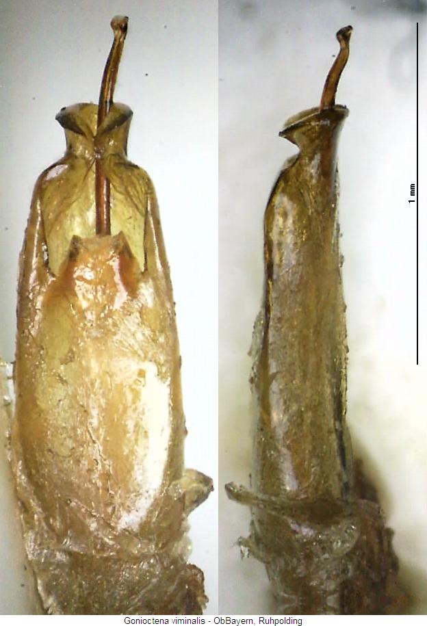 gonioctena_viminalis.jpg