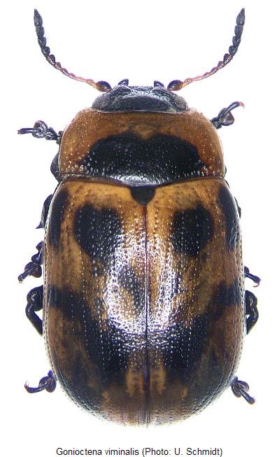 gonioctena_viminalis_hab.jpg