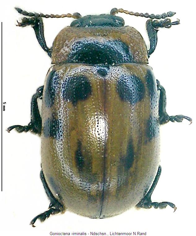 gonioctena_viminalis_hab2.jpg