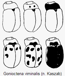 gonioctena_viminalis_var.gif