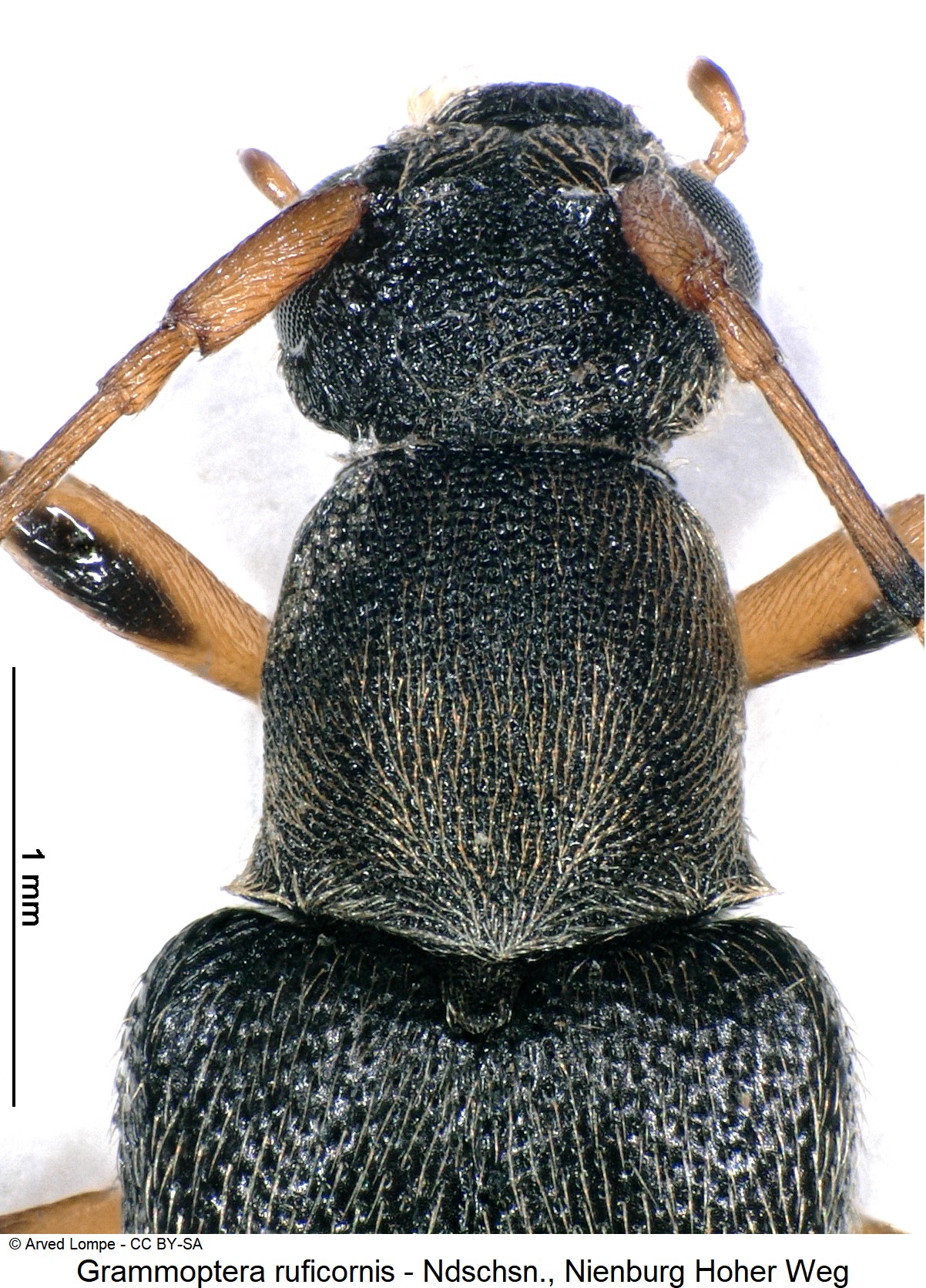 grammoptera_ruficornis_ck31533305_vk.jpg