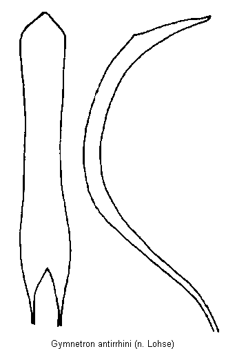 gymnetron_antirrhini.gif
