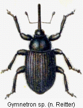 gymnetron_sp_rtt.gif
