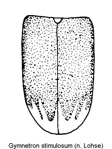 gymnetron_stimulosum_fld.gif