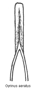 gyrinus_aeratus.gif