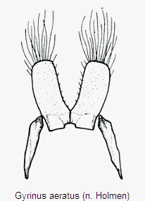 gyrinus_aeratus_vp.gif