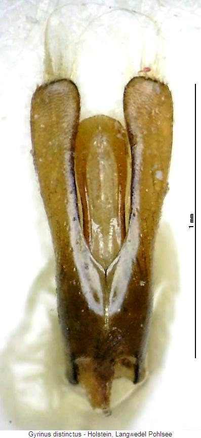 gyrinus_distinctus.jpg