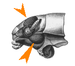 gyrinus_k.gif