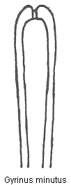 gyrinus_minutus.gif