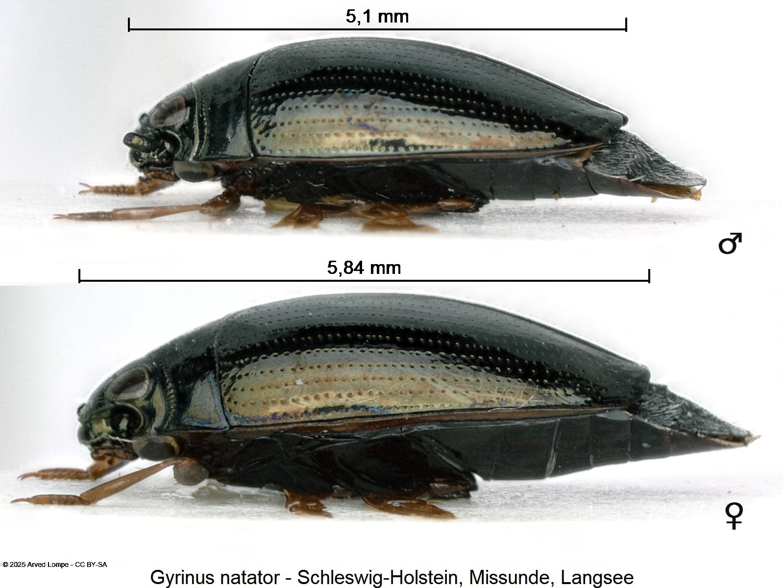 gyrinus_natator_ck37273829_sa.jpg
