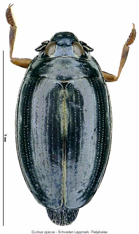 gyrinus_opacus_hab.jpg
