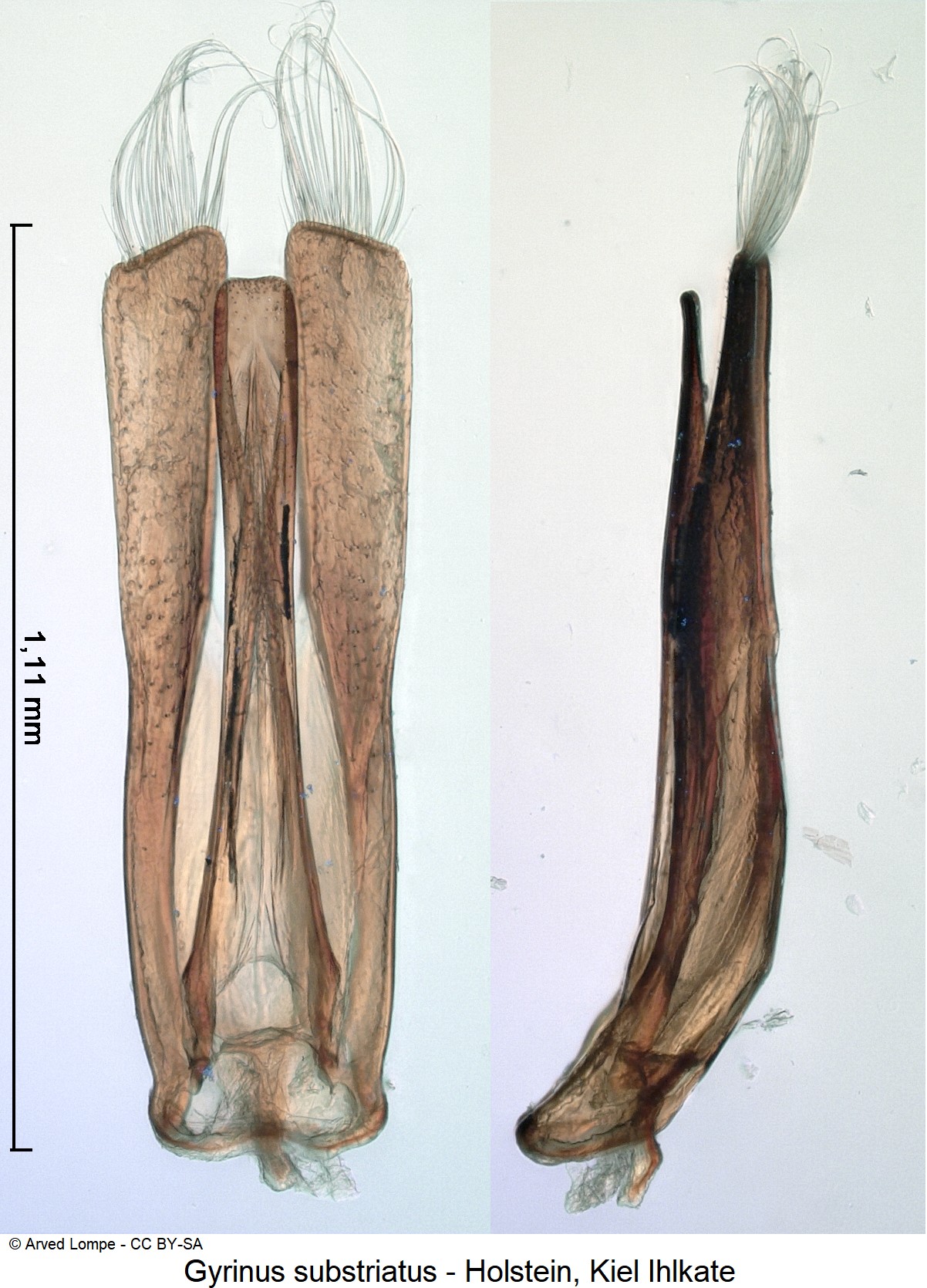 gyrinus_substriatus_ck2925.jpg