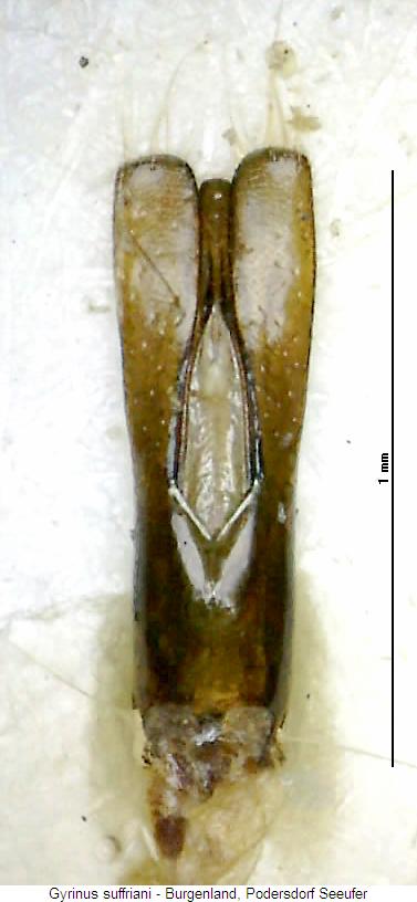 gyrinus_suffriani.jpg