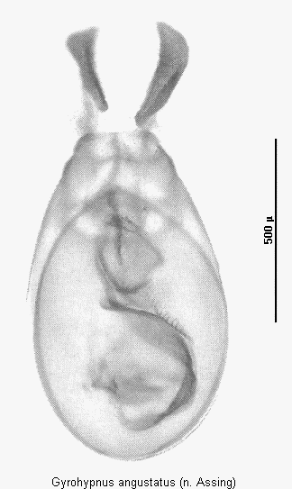 gyrohypnus_angustatus.gif