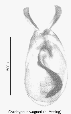 gyrohypnus_wagneri.gif
