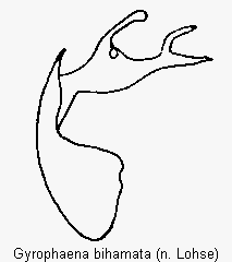 gyrophaena_bihamata.gif