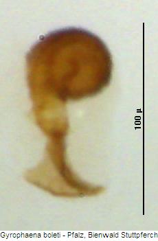 gyrophaena_boleti_sperm.jpg