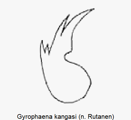 gyrophaena_kangasi.gif